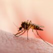 Koja krvna grupa je najčešće na meti komaraca? 13
