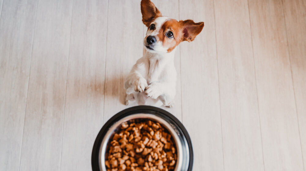 Potpisan protokol za izvoz meda i hrane za kućne ljubimce iz Srbije u Kinu 1