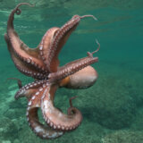 Naučnici snimili kako hobotnica ima noćne more? (VIDEO) 2