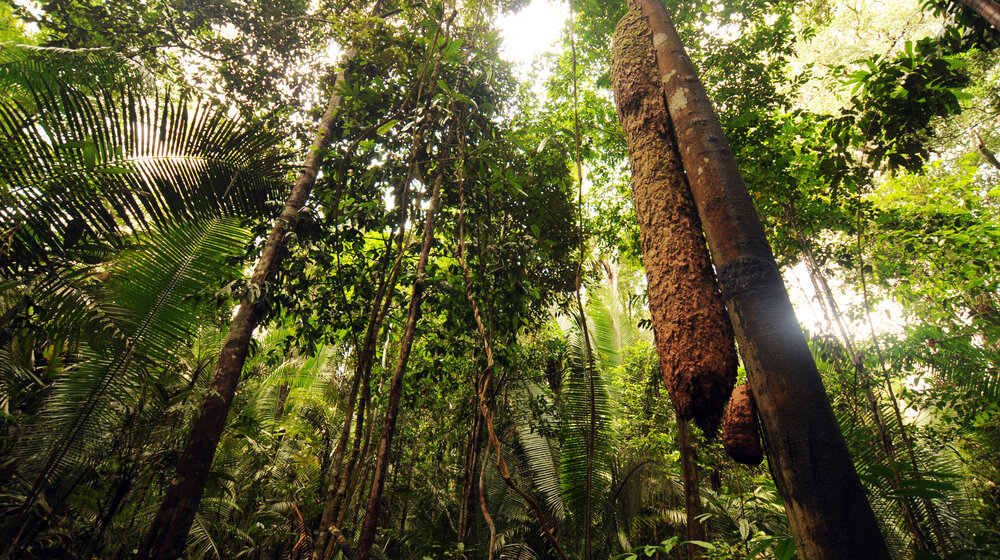 Krčenje šuma u ​​Kolumbiji palo na istorijski minimum u 2023. godini 1