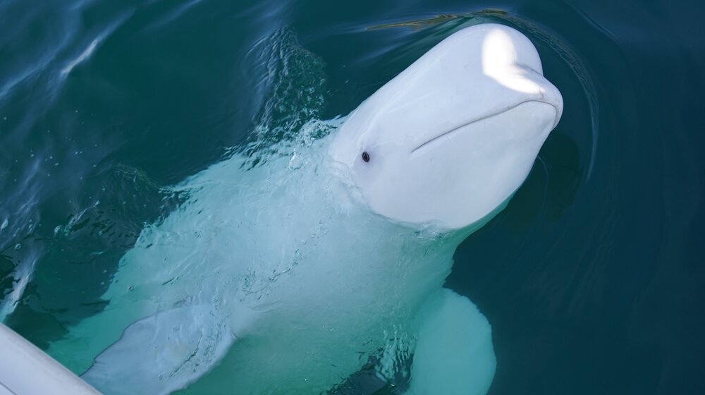 Norvežani upozoreni da se drže podalje od ruskog kita "špijuna" 1