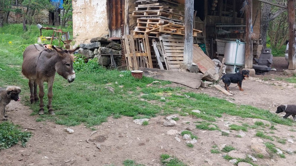 "Znam da svi beže, ali je ovde priroda, ovde je zdrav život": Kako je porodica iz Zaječara grad zamenila selom 10