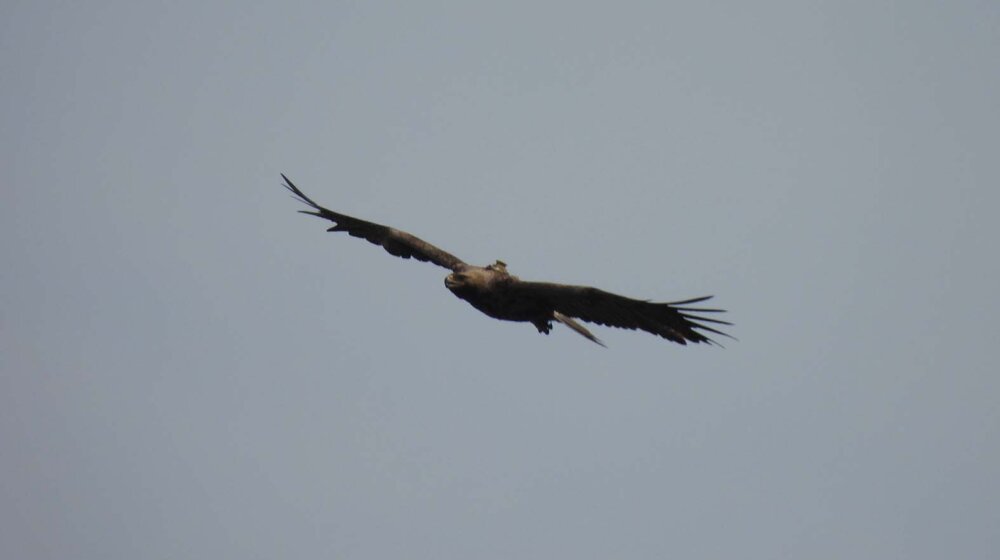 Društvo za zaštitu i proučavanje ptica Srbije: Od 19. do 21. januara akcija brojanja ptica koje žive u čovekovom neposrednom okruženju 1