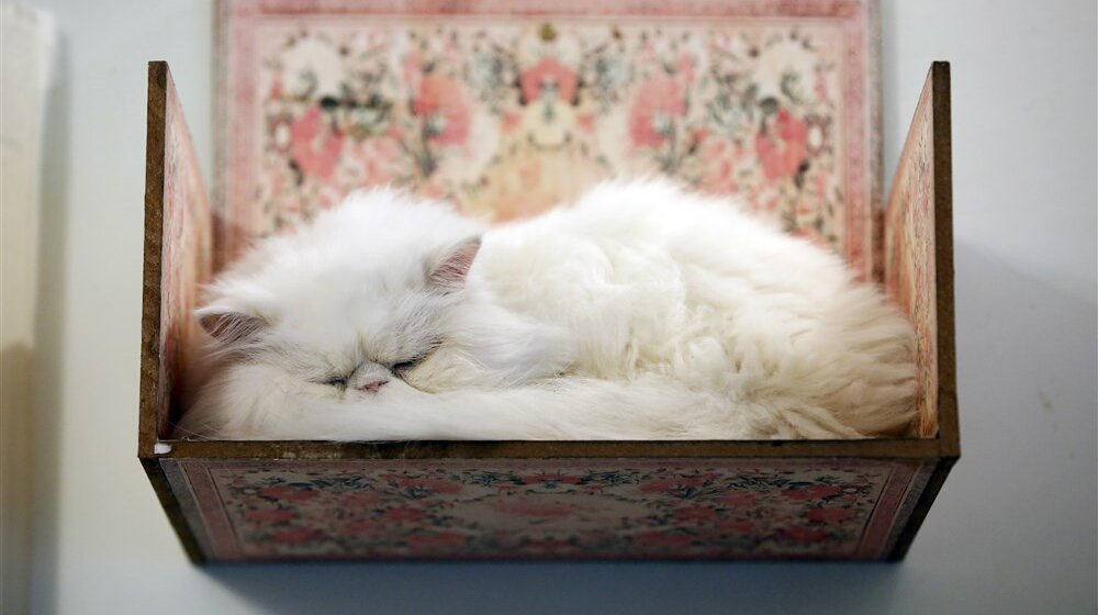 Persijske mačke u Teheranu imaju svoj mjau-muzej 1