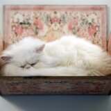 Persijske mačke u Teheranu imaju svoj mjau-muzej 1