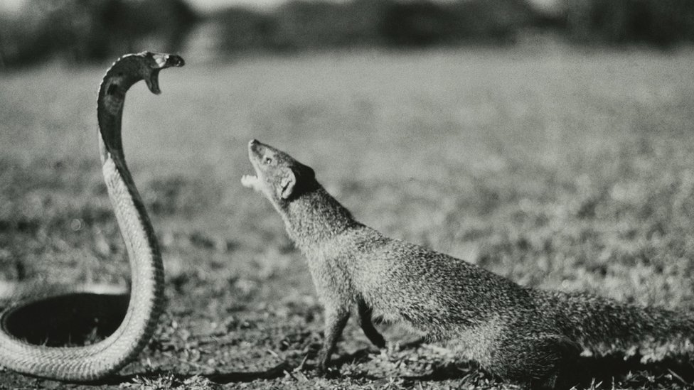 Žene i Srbija: Kamila Ila Kofler, žena koja je život posvetila fotografisanju životinja 2 Ila Kofler, Indija