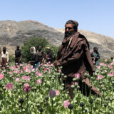 Avganistan: Iza kulisa talibanskog rata protiv droge – uništavanje polja maka 2
