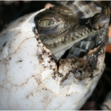 Životinje: Otkrivena prva ženka krokodila koja je samu sebe oplodila 13