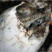 Životinje: Otkrivena prva ženka krokodila koja je samu sebe oplodila 8