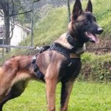 Pad aviona u Kolumbiji: Potraga za psom zaslužnim za pronalazak dece izgubljene u džungli 3