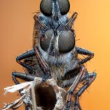Životinje i fotografije: Neverovatne slike - oči u oči sa insektima 5