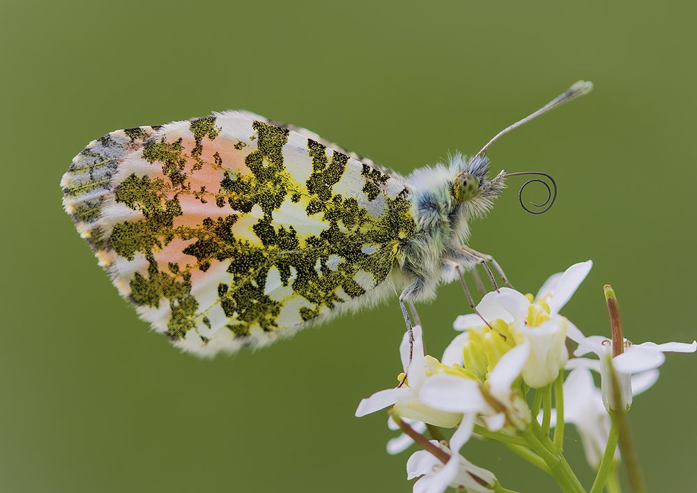 Životinje i fotografije: Neverovatne slike - oči u oči sa insektima 5 Leptir sa narandžastim krilima