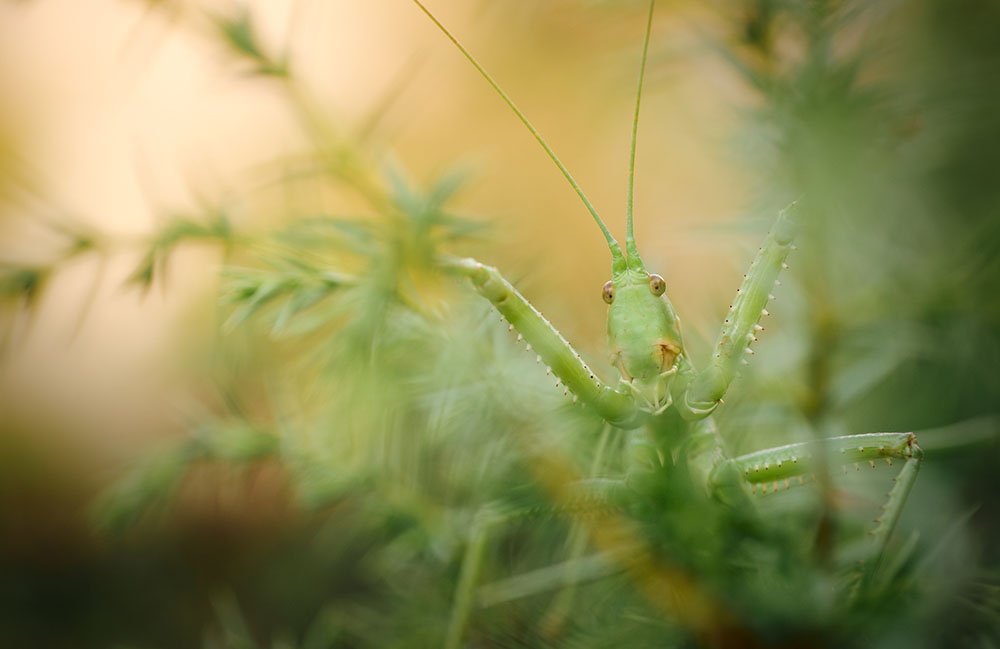 Životinje i fotografije: Neverovatne slike - oči u oči sa insektima 6 Cvrčak