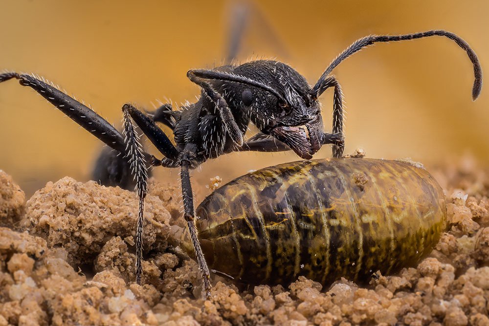 Životinje i fotografije: Neverovatne slike - oči u oči sa insektima 9 Aphaenogaster iberica