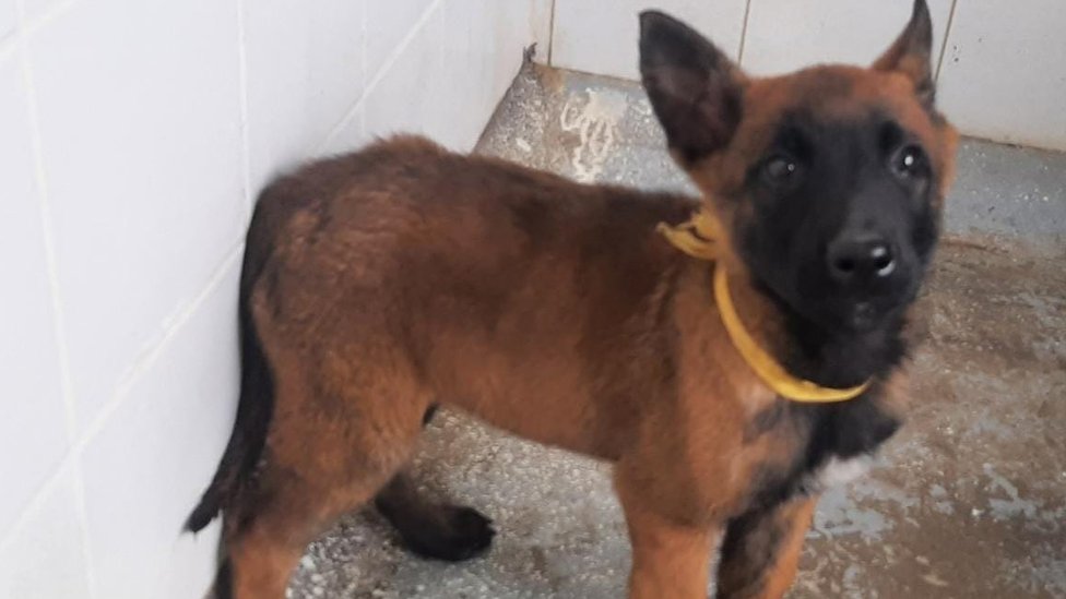 Vilson je postao spasilački pas još dok je bio štene