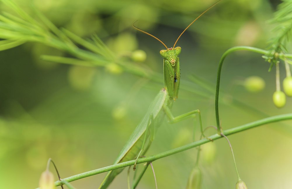 Životinje i fotografije: Neverovatne slike - oči u oči sa insektima 10 Novozelandska bogomoljka