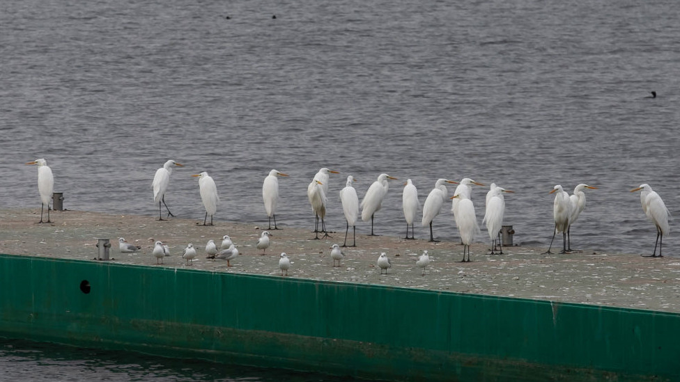 Ukrajina i Rusija: Kako probijanje brane Nova Kahovka ugrožava životnu sredinu i snabdevanje hranom 2 Jato ptica, rezervoar Kahovka