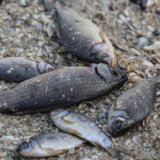 Ukrajina i Rusija: Kako probijanje brane Nova Kahovka ugrožava životnu sredinu i snabdevanje hranom 4