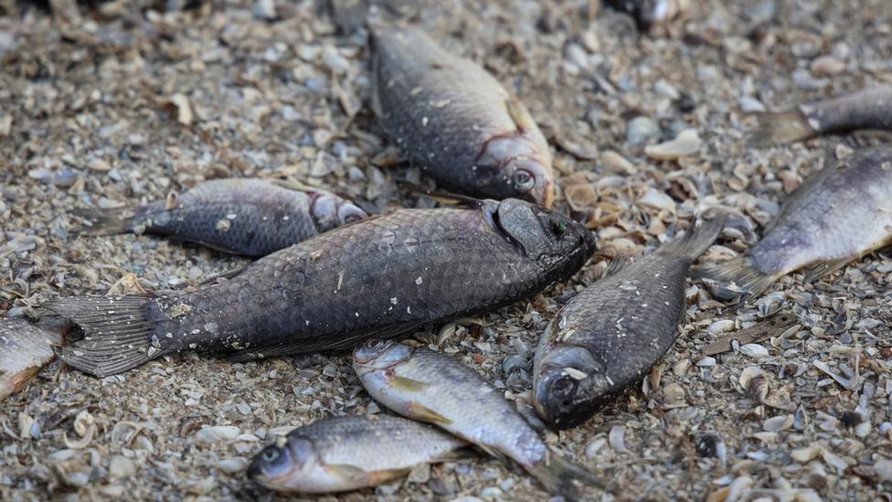 Ukrajina i Rusija: Kako probijanje brane Nova Kahovka ugrožava životnu sredinu i snabdevanje hranom 1 Mrtve ribe