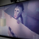 Životinje: BBC raskrinkao svetsku mrežu sadističkih mučitelja majmuna 14