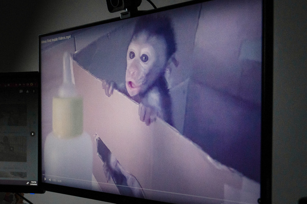 The monkey torture community began life on YouTube, before moving to encrypted messaging apps