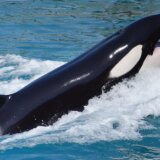 Životinje i okean: Zašto orke odjednom udaraju u čamce 6