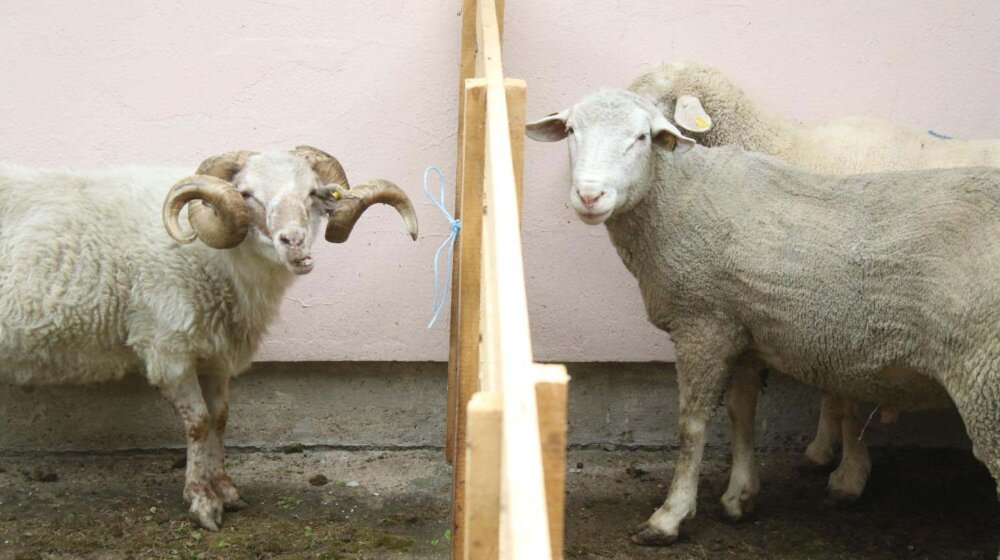 Beskamatne pozajmice za poljoprivrednike u Aranđelovcu 1