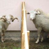 Beskamatne pozajmice za poljoprivrednike u Aranđelovcu 4