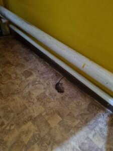 U subotičkom vrtiću voda nije za piće, a pojavili su se i miševi: Iz "Naše radosti" poručuju da će biti urađena kompletna deratizacija 2