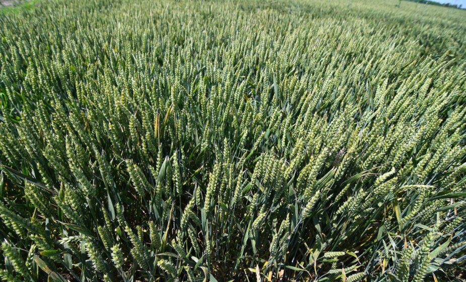 Poljoprivrednici zatražili od države da robne rezerve otkupe 300.000 pšenice iz novog roda 15