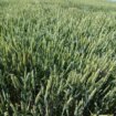 Poljoprivrednici zatražili od države da robne rezerve otkupe 300.000 pšenice iz novog roda 18