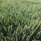 Poljoprivrednici zatražili od države da robne rezerve otkupe 300.000 pšenice iz novog roda 13