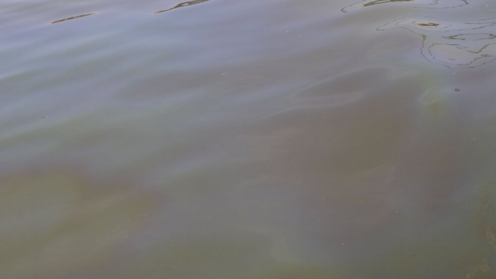 Efekti izlivanja nafte u Novom Sadu tek će da se osete: Zabranjeno kupanje, ne savetuje se ni pecanje 4