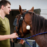 Nikola Jokić stigao u Srbiju, najbolji košarkaš sveta u nedelju prisustvuje trkačkom danu na hipodromu u Somboru 13