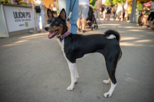 Ulični psi, festival pasa svih rasa 2 Ulični psi, festival pasa svih rasa 2
