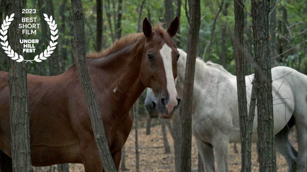 Dokumentarni film „Na kraju puta“ najbolji na festivalu u Podgorici 1