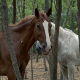 Dokumentarni film „Na kraju puta“ najbolji na festivalu u Podgorici 5