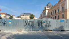 „Ubice drveća, betoniranje vam je u krvi”: Posečene lipe kod starog Suda probudile građanski aktivizam u Kragujevcu (FOTO) 3