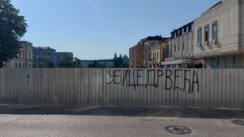 „Ubice drveća, betoniranje vam je u krvi”: Posečene lipe kod starog Suda probudile građanski aktivizam u Kragujevcu (FOTO) 4