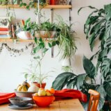 Ako želite da vam sobne biljke bolje uspevaju dodajte ova dva sastojka u vodu 4