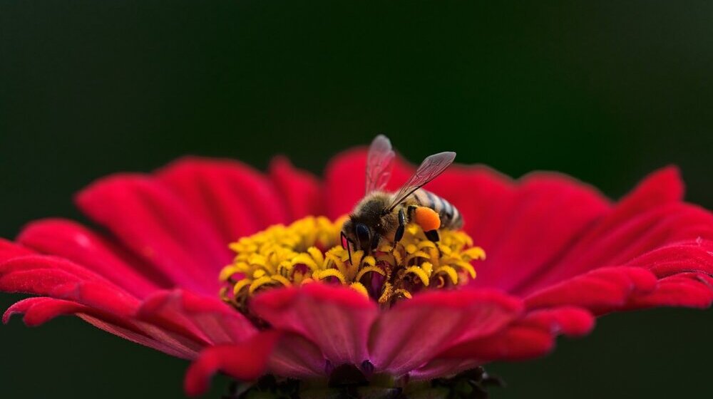 Ako ste nedavno u Beogradu spazili roj pčela - opustite se, to je dobra vest 1