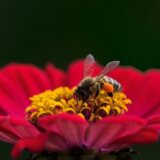 Ako ste nedavno u Beogradu spazili roj pčela - opustite se, to je dobra vest 9