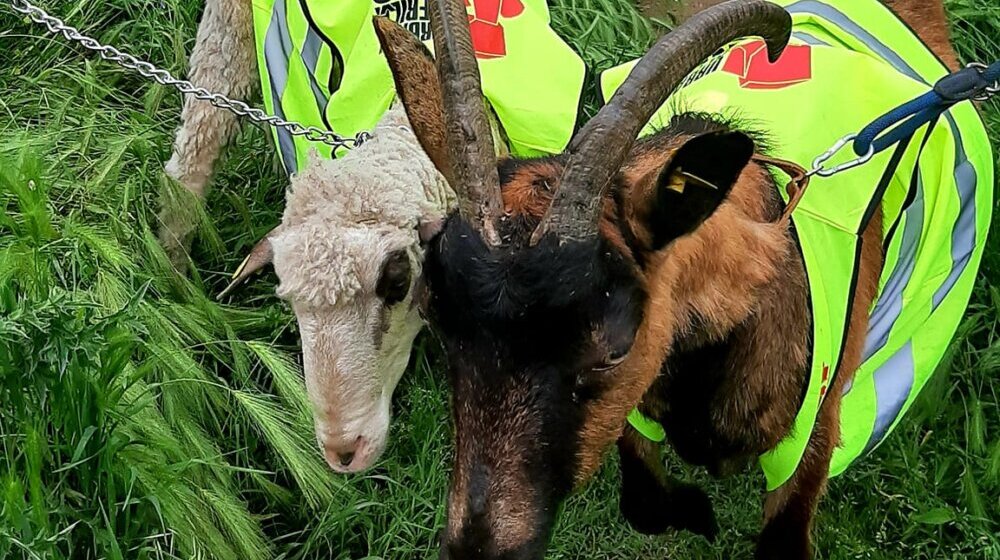 Koza i ovca "angažovani" za uređenje nepokošenih rečnih bedema u Nišu: "Urbana gerila" želi da skrene pažnju nadležnima 1