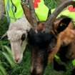 Koza i ovca "angažovani" za uređenje nepokošenih rečnih bedema u Nišu: "Urbana gerila" želi da skrene pažnju nadležnima 19