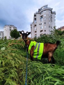Koza i ovca "angažovani" za uređenje nepokošenih rečnih bedema u Nišu: "Urbana gerila" želi da skrene pažnju nadležnima 2