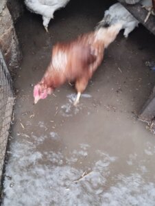 Poplavljen podrum, kuhinja, kao i kokošinjac: Meštanin Oštrelja kod Bora kaže da mu je poplava nanela veliku štetu 2