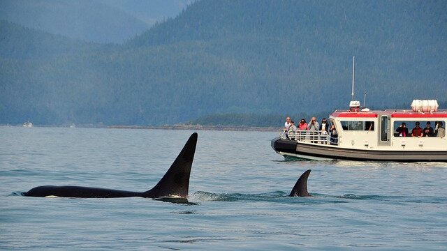 Orka napala jahtu kod Šetlandskih ostrva, prvi takav napad u severnim vodama 1