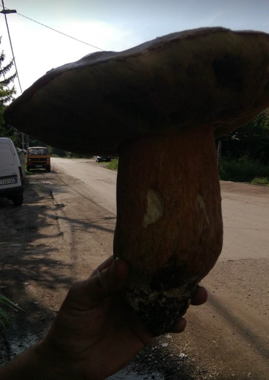 Ubrao vrganj od 1,2 kilograma: Goran iz sela pored Zaječara kaže da jeste našao "kapitalca", ali da im još nije vreme (FOTO) 3