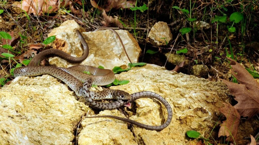 Koje zmije su otrovne, gde žive, kako se ponašati pri susretu i šta kada ujede? 1