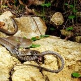 Koje zmije su otrovne, gde žive, kako se ponašati pri susretu i šta kada ujede? 11